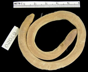 Media type: image; Herpetology R-67020